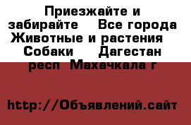 Приезжайте и забирайте. - Все города Животные и растения » Собаки   . Дагестан респ.,Махачкала г.